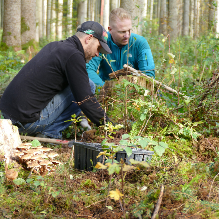 Waldumbau im Forstenrieder Park - Frühjahrspflanzung 2025