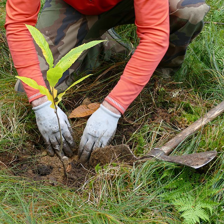Waldumbau im Ebersberger Forst - Herbstpflanzung 2025
