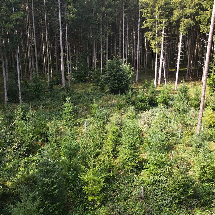 Waldumbau im Forstenrieder Park - Herbstpflanzung 2023