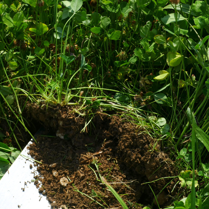 Humusaufbau in der Landwirtschaft – Anbauperiode 2024