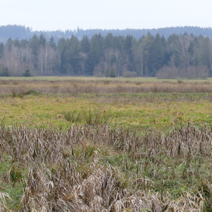 Renaturierung einer Moorfläche im Brucker Moos