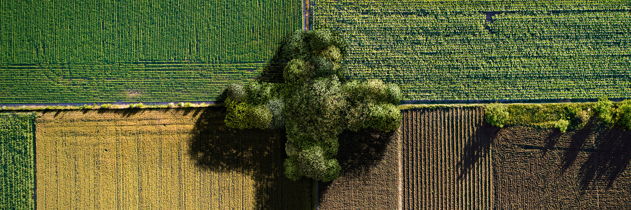 Die Aktion Zukunft+ schafft u.a. Zukunftsprojekte in der Forst- und Landwirtschaft Eine Gruppe von Bäumen wächst in der Form eines Plus-Zeichens. Verschiedene Äcker grenzen an der Baumgruppe.